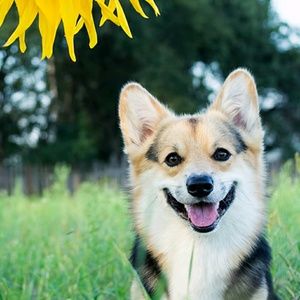 Meet your Posher, Genesis